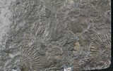 Dactylioceras Ammonite Cluster - Posidonia Shale #23160-1